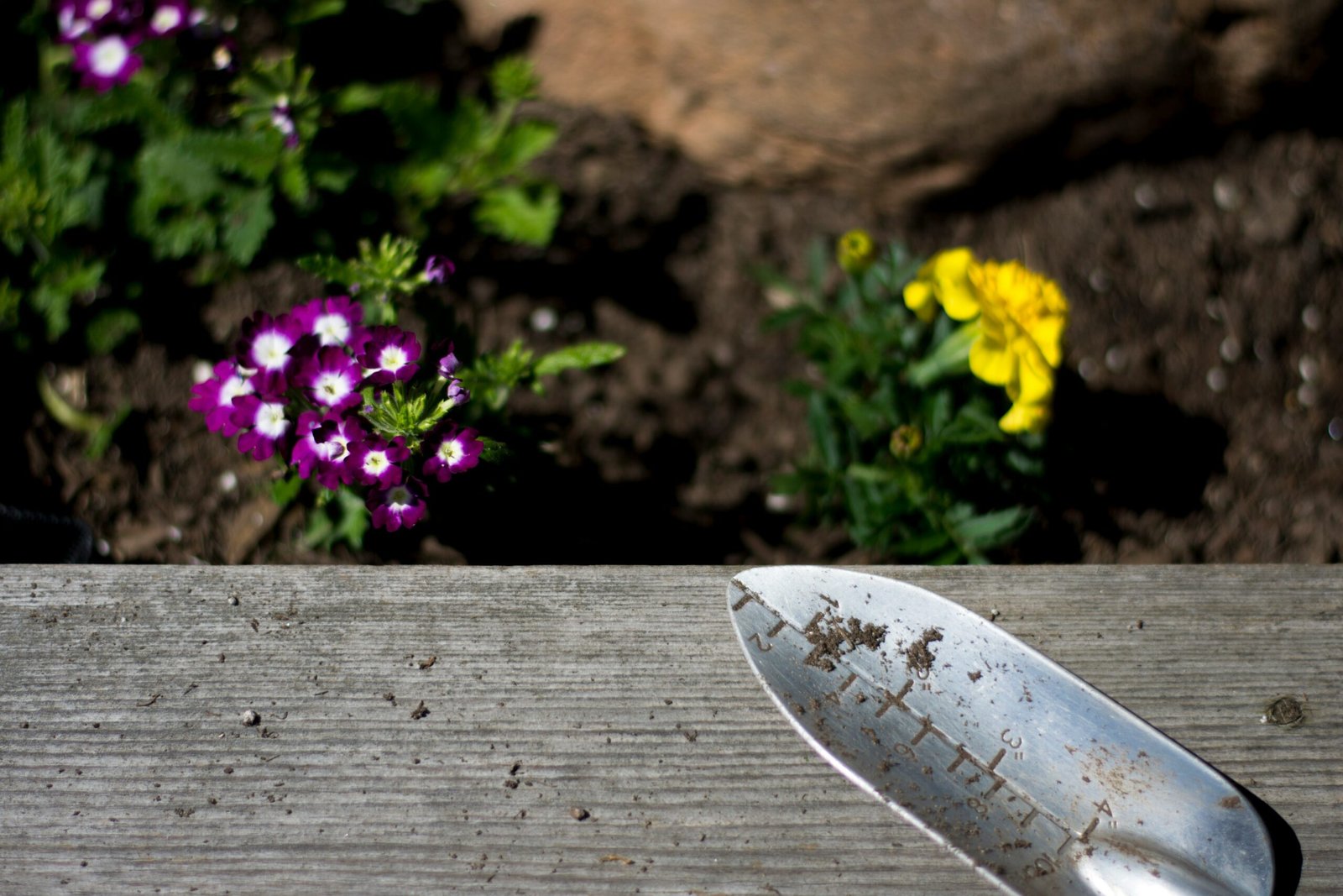 A hand scraping a thin layer of white mold off the top of potting soil with a spoon