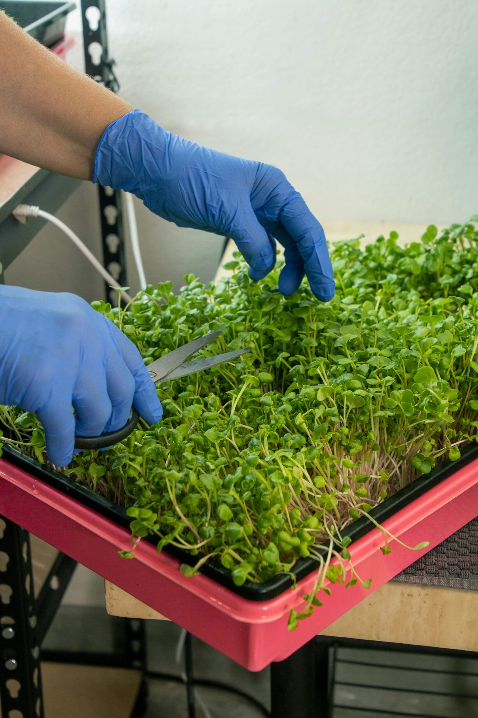Hand snipping fresh microgreens with scissors at a market stall