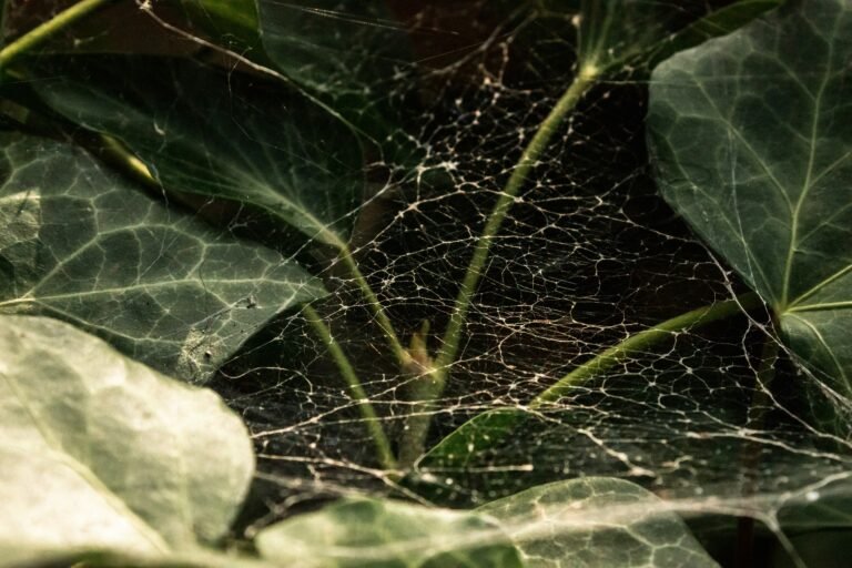 Fine spider mite webbing on the leaves and stem of a houseplant