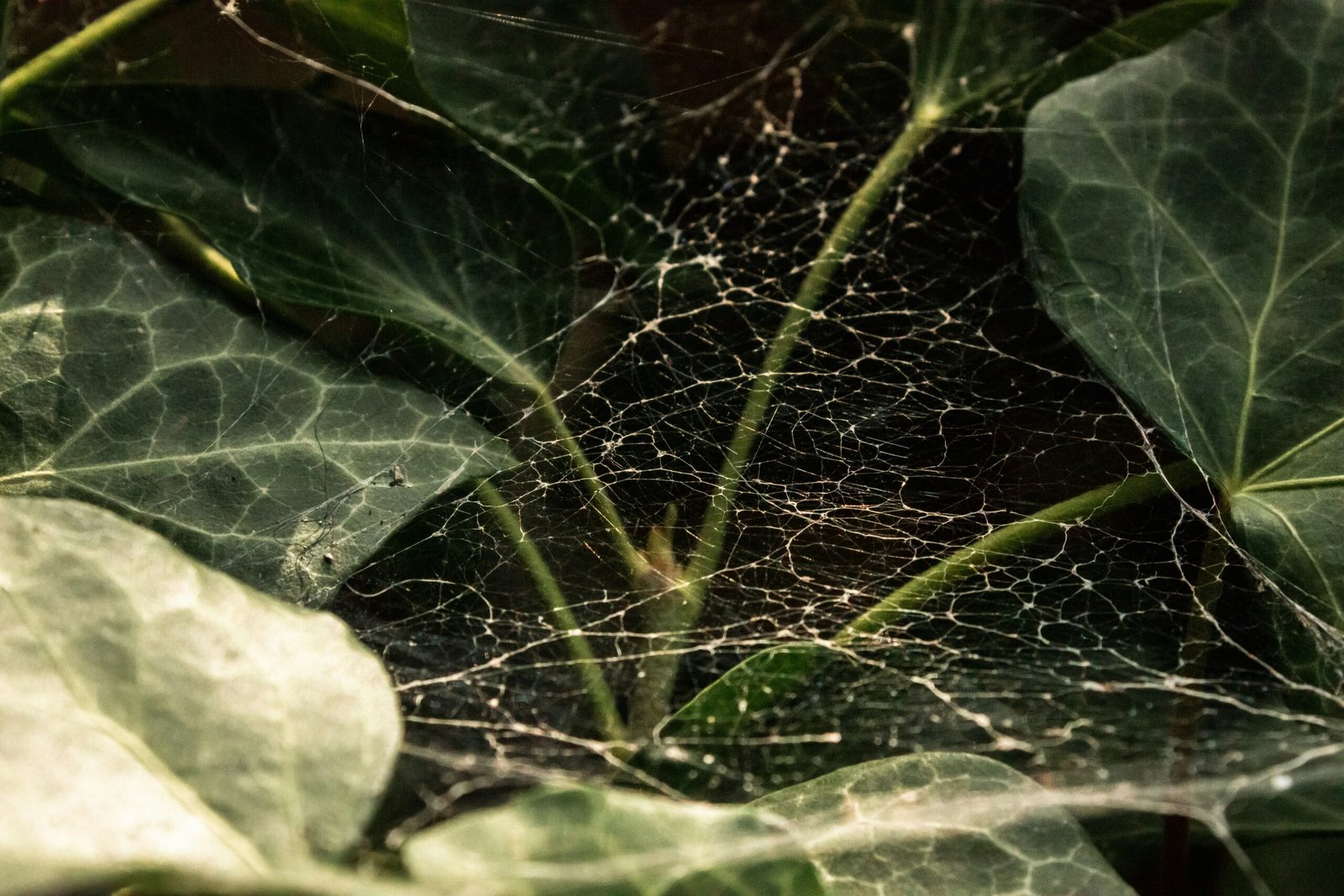 Fine spider mite webbing on the leaves and stem of a houseplant