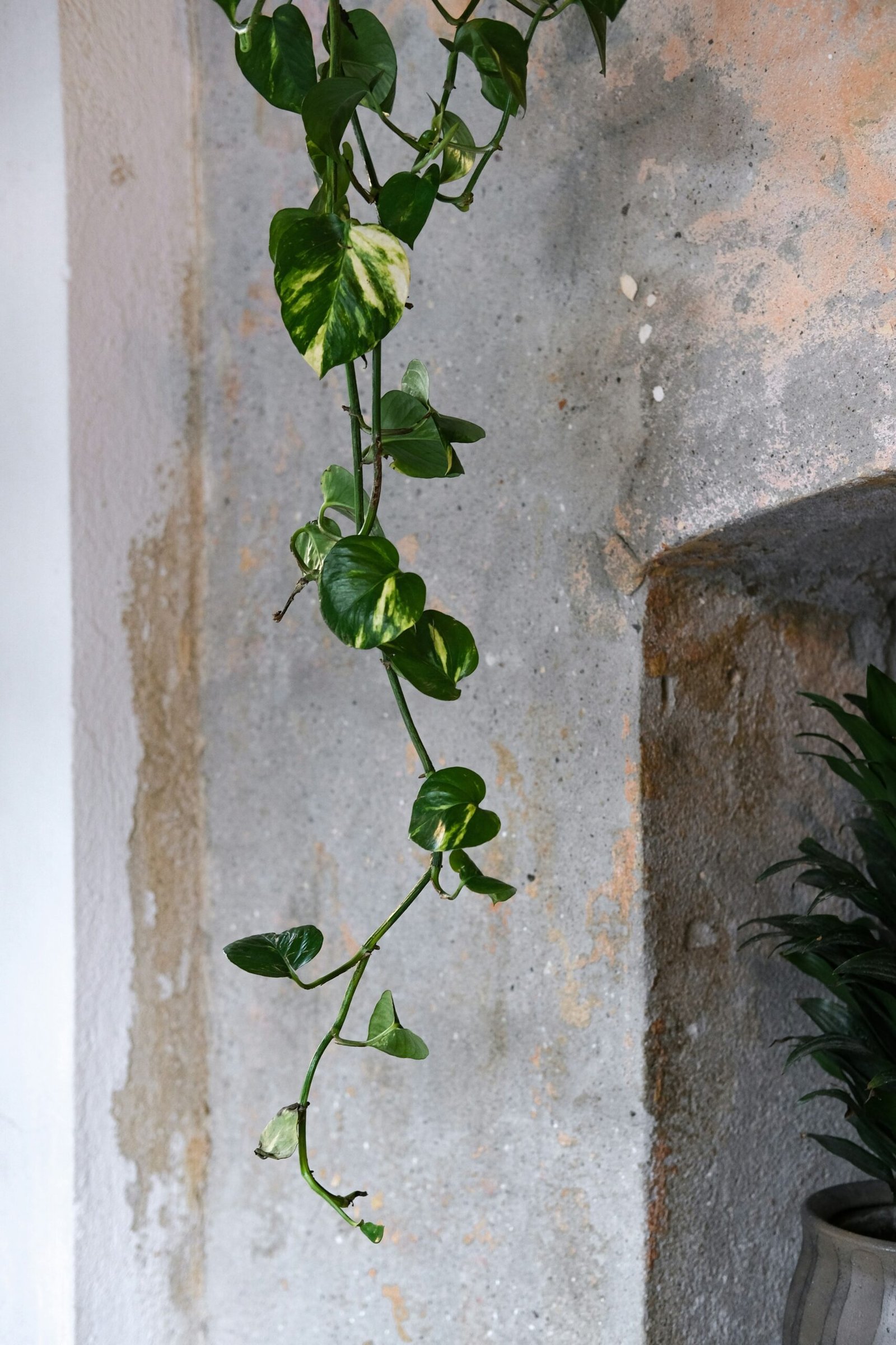 Trailing pothos and spider plant cascading down a vertical garden panel