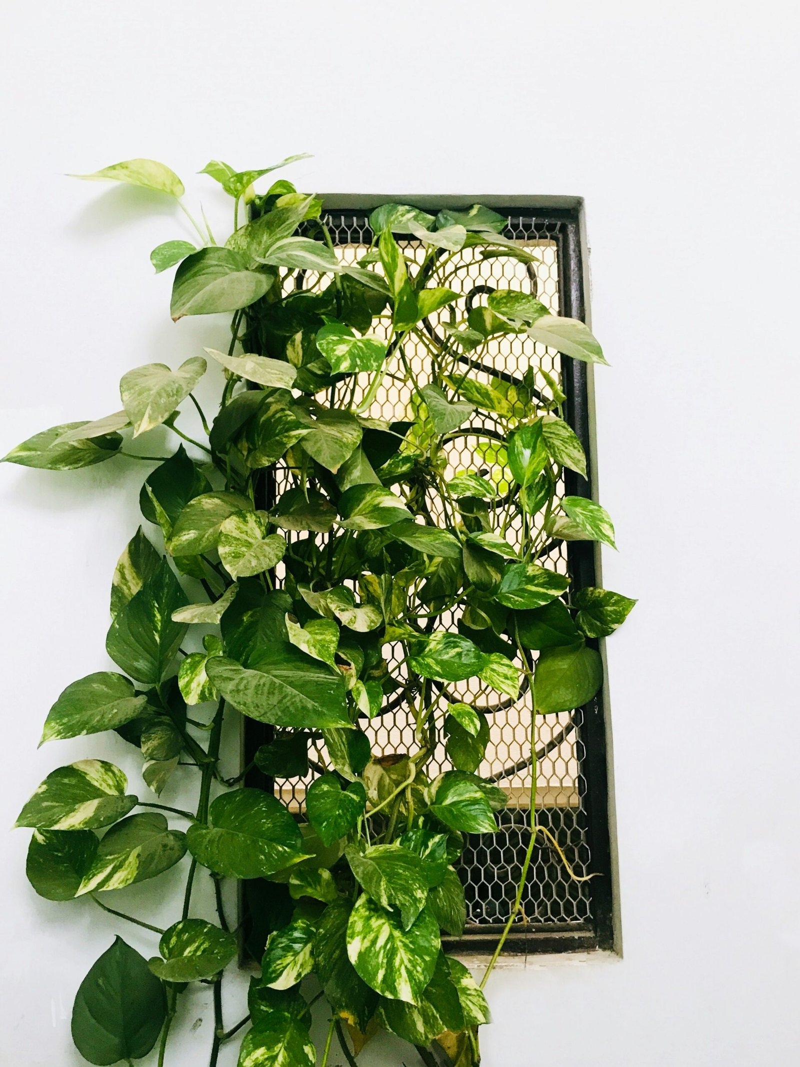 A lush indoor vertical garden mixing pothos, ferns, and herbs on a wall-mounted frame