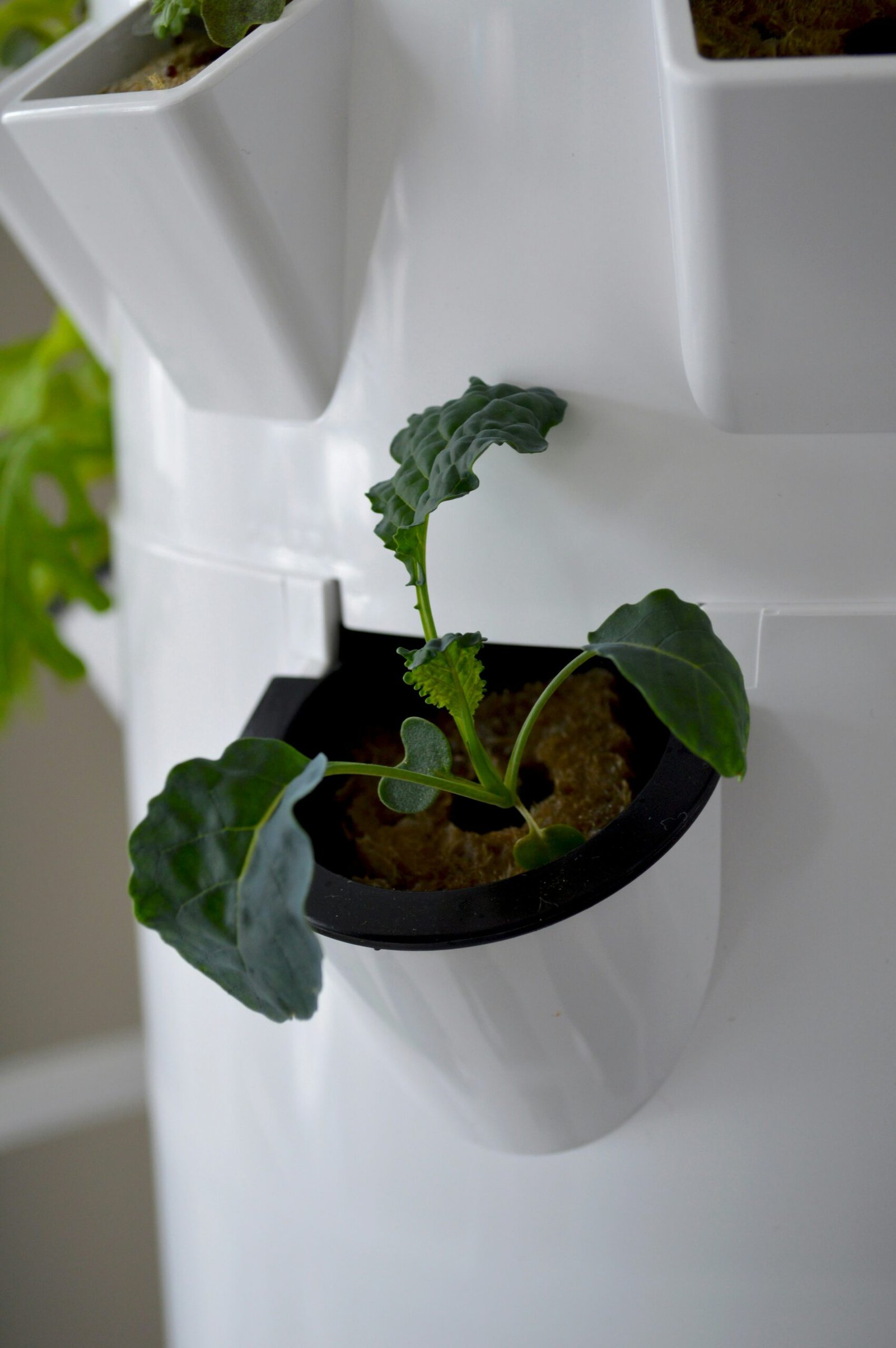 Close-up of planting pockets in a vertical planter with young lettuce seedlings