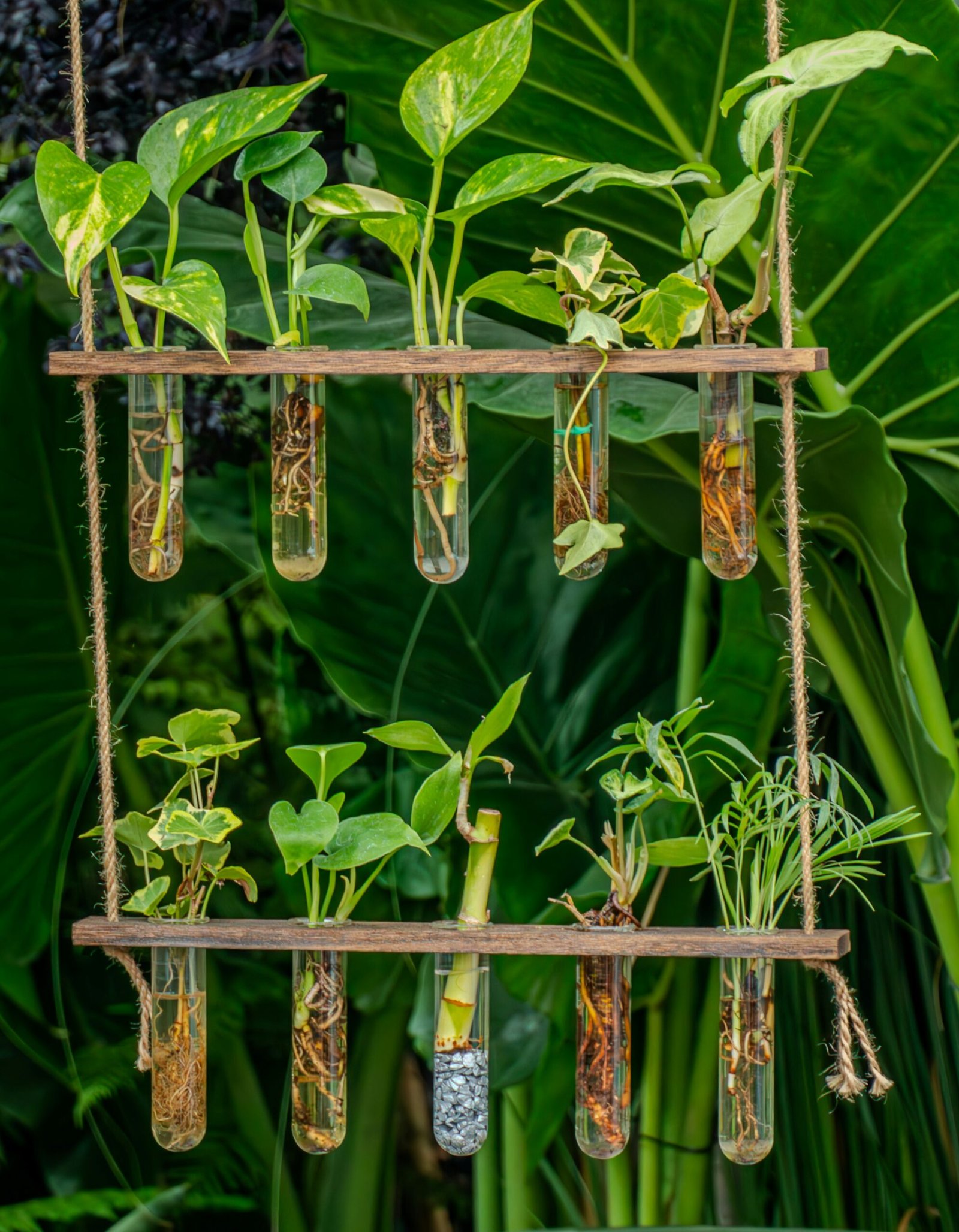 Glass jars on a windowsill holding pothos and philodendron cuttings rooting in water