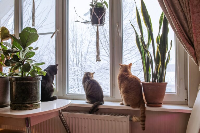 Houseplants on a windowsill in winter with frost on the glass and soft low light