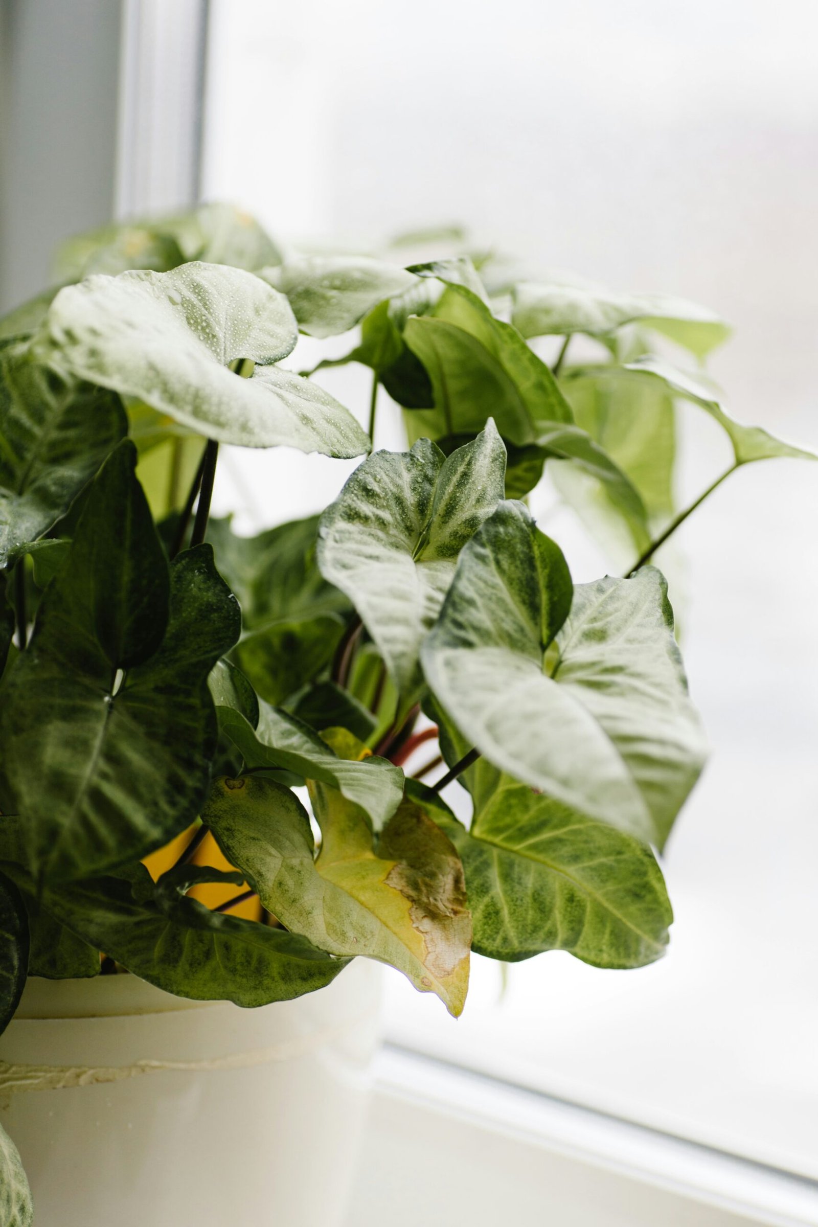 Close-up of a houseplant with one yellowing leaf among healthy green foliage