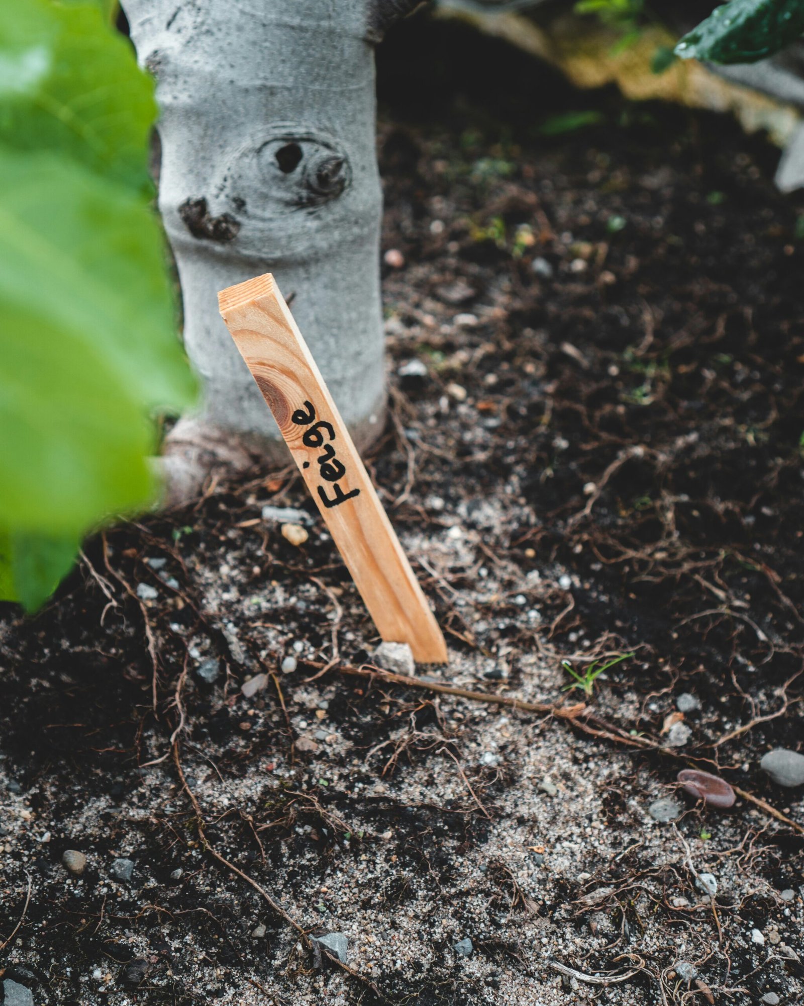 A hand poking aeration holes into dense potting soil with a wooden chopstick