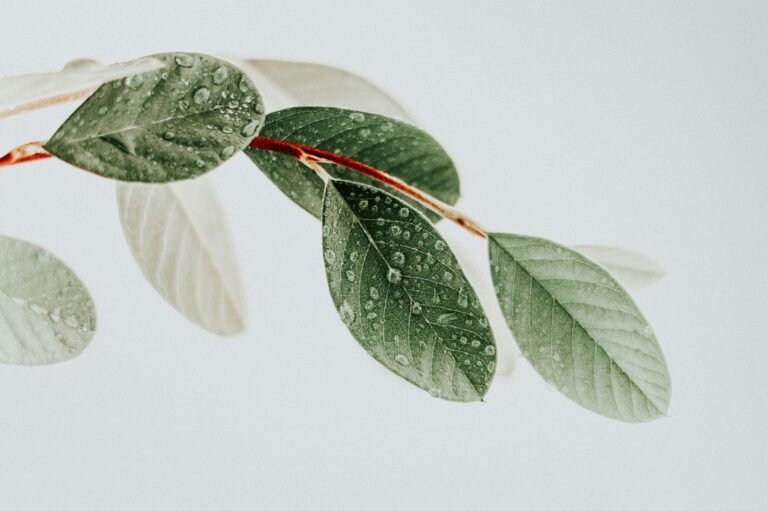 A person gently wiping the dust off a large glossy houseplant leaf with a soft cloth