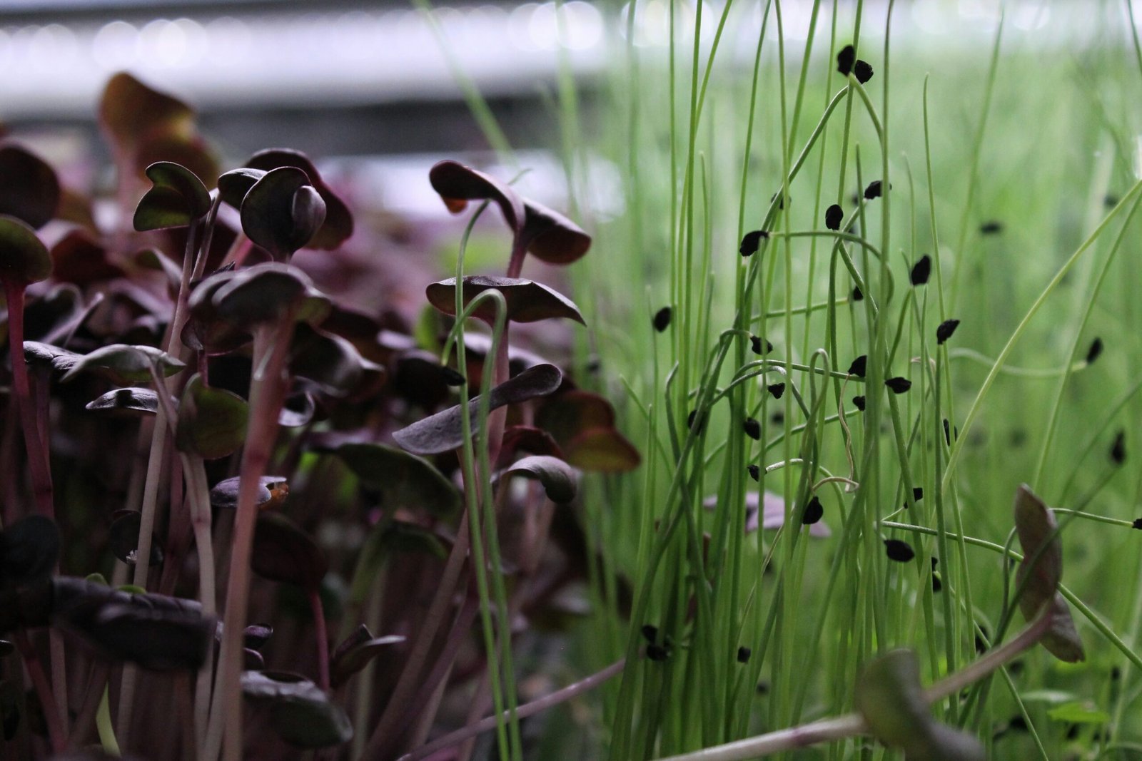 Close-up of vivid pink radish microgreen stems being cut with scissors