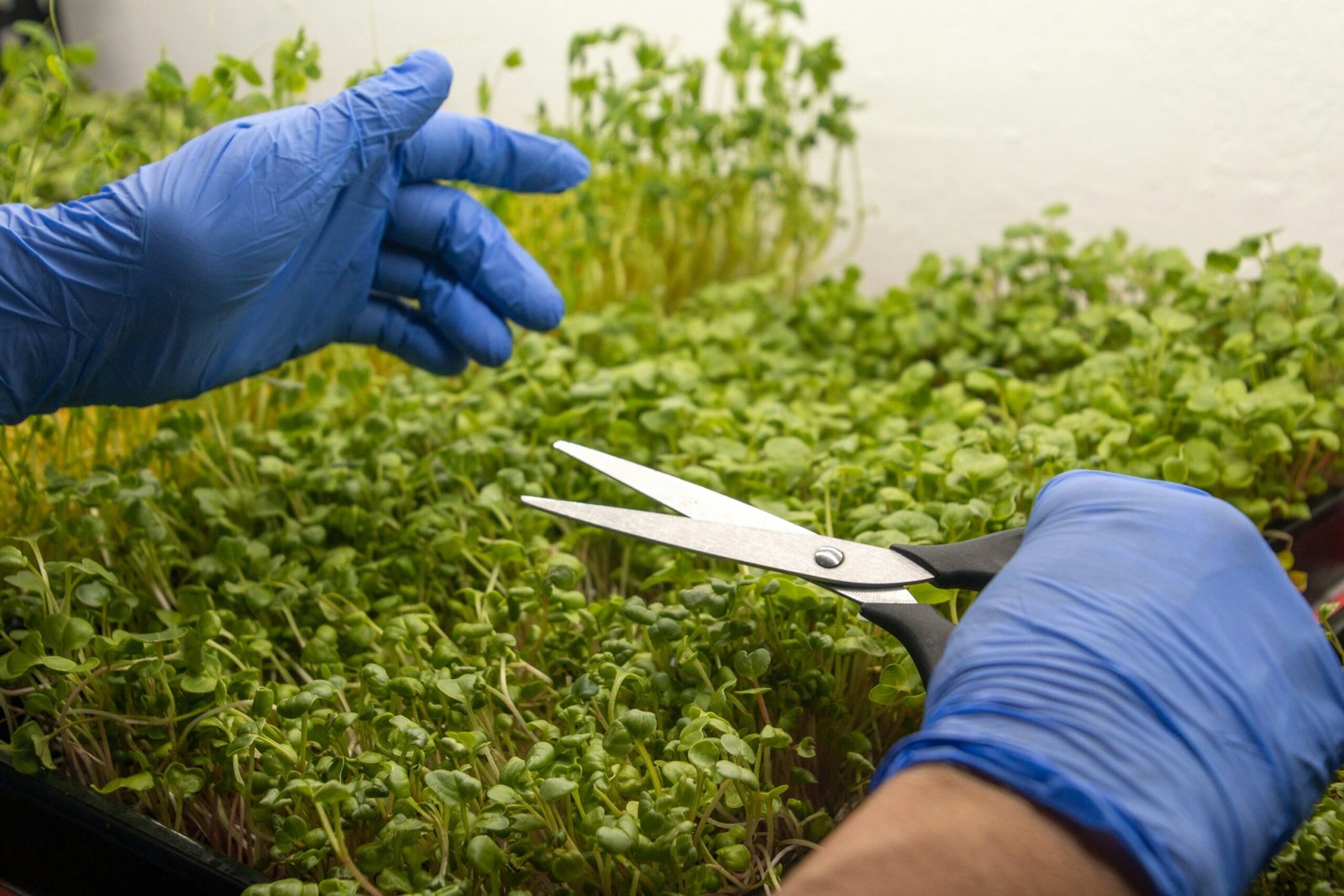 A hand snipping tall pea shoots with scissors, leaving the lower stems for regrowth
