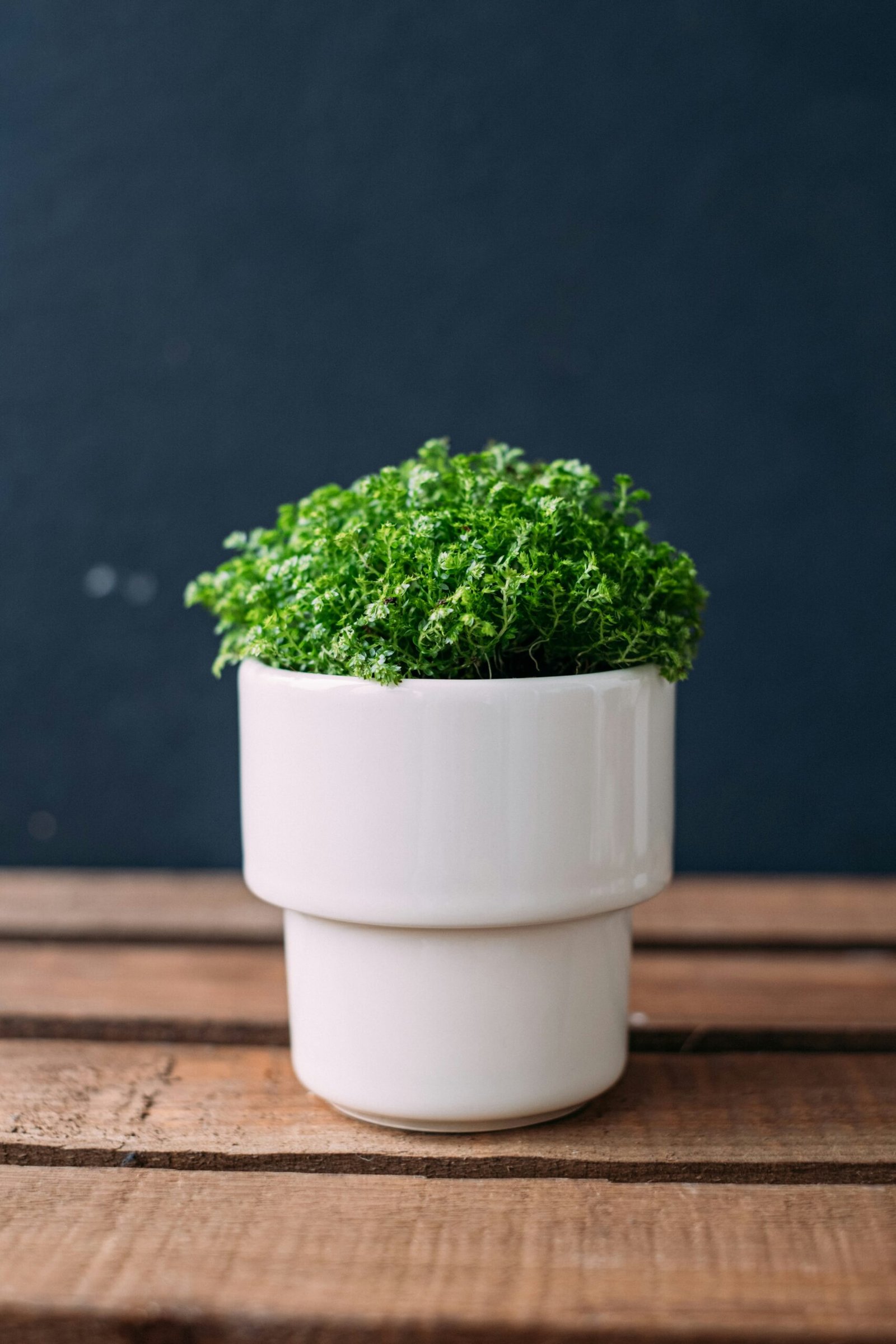 A simple wire shelf of potted herbs thriving under an inexpensive clip-on grow light
