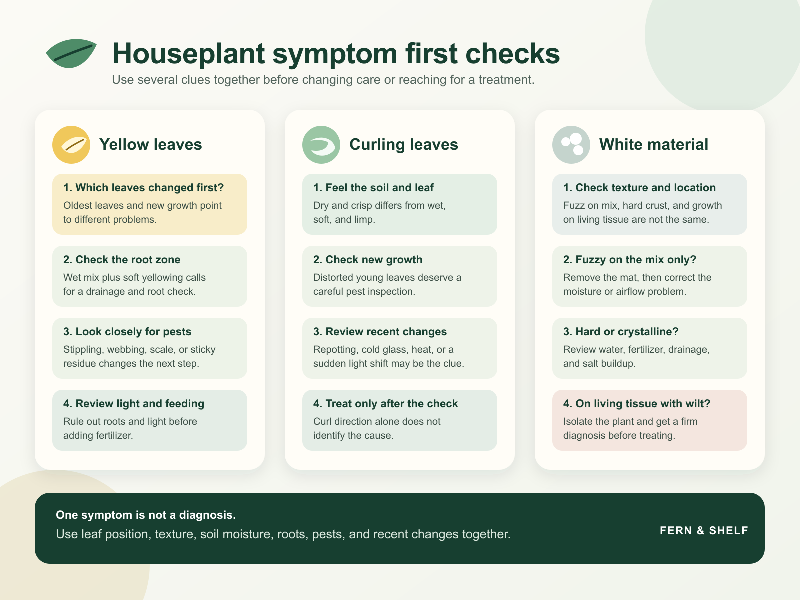 Houseplant symptom checks for yellow leaves, curling leaves, and white material on potting mix