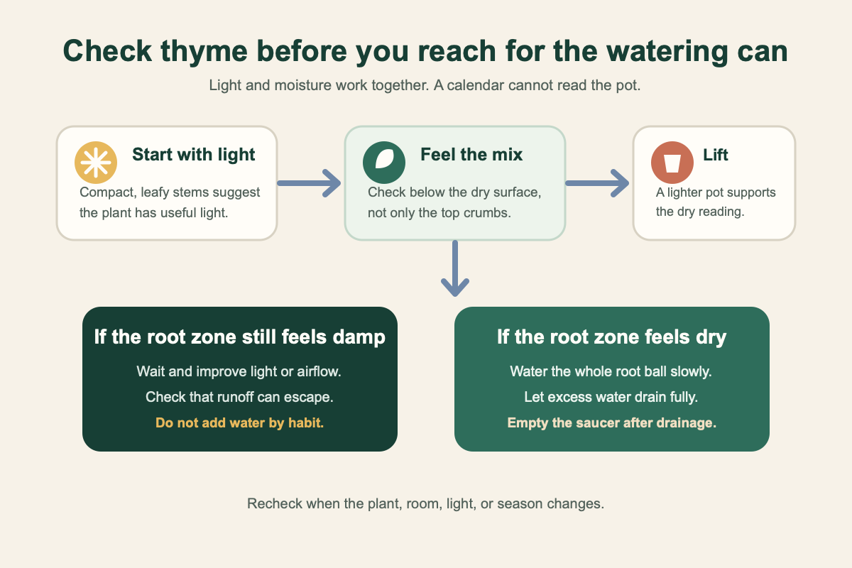 Indoor thyme light and water checks before watering