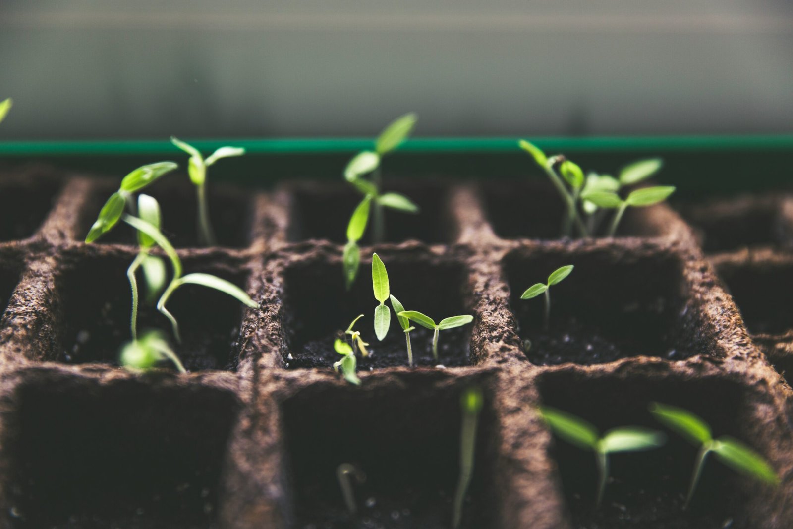 A close-up of a hand measuring the gap between an LED grow light and seedlings