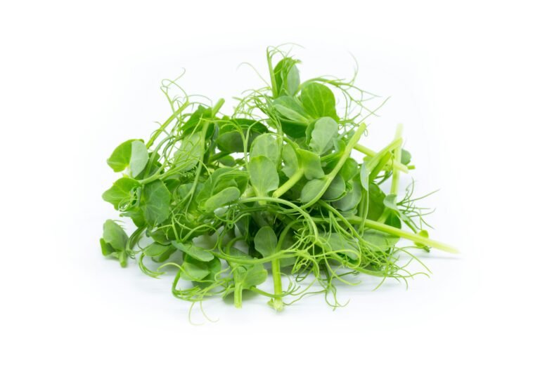 A lush tray of tall green pea shoots with curling tendrils ready for harvest