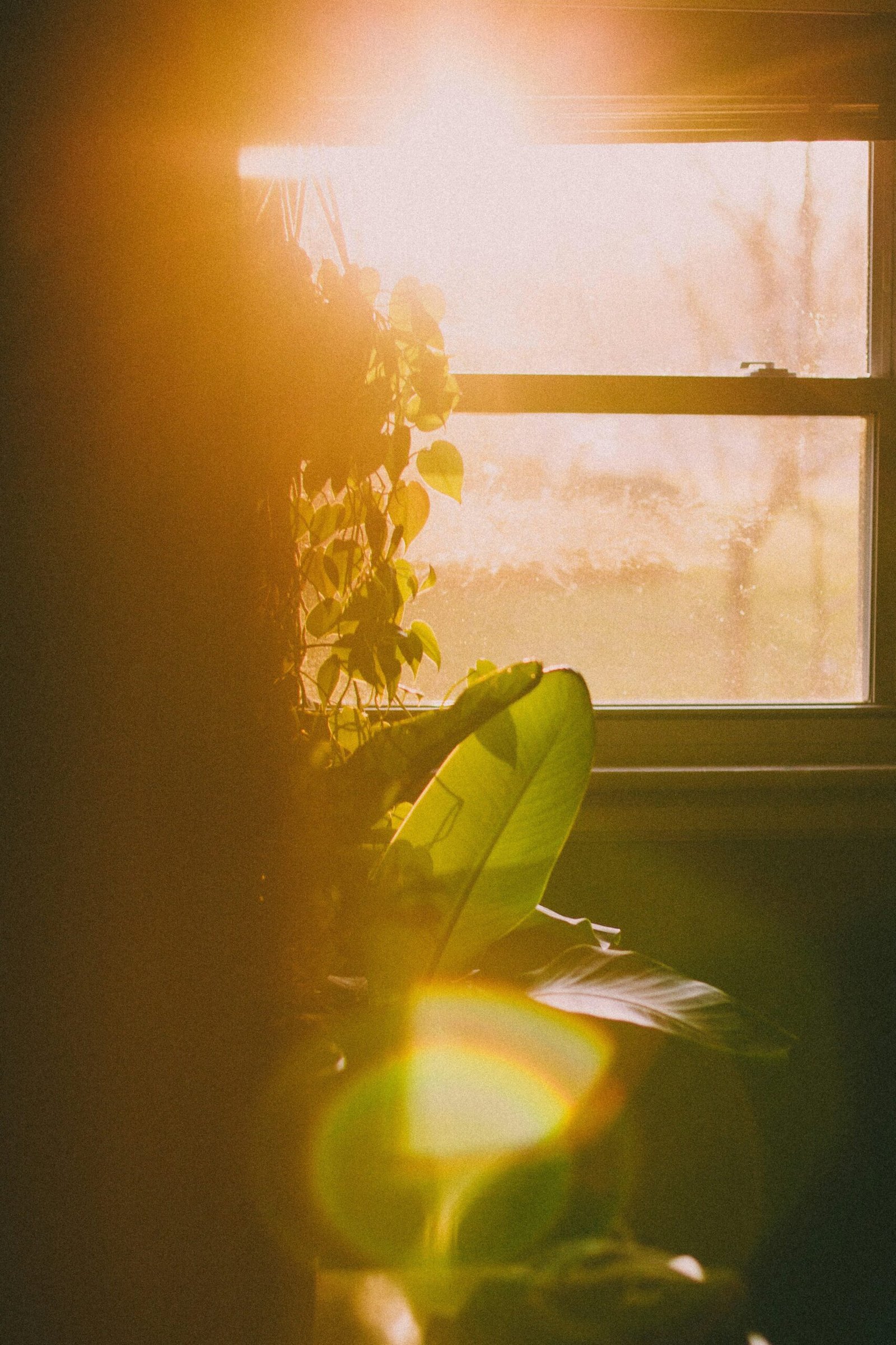 A previously leggy plant placed beside a bright window next to a small grow light