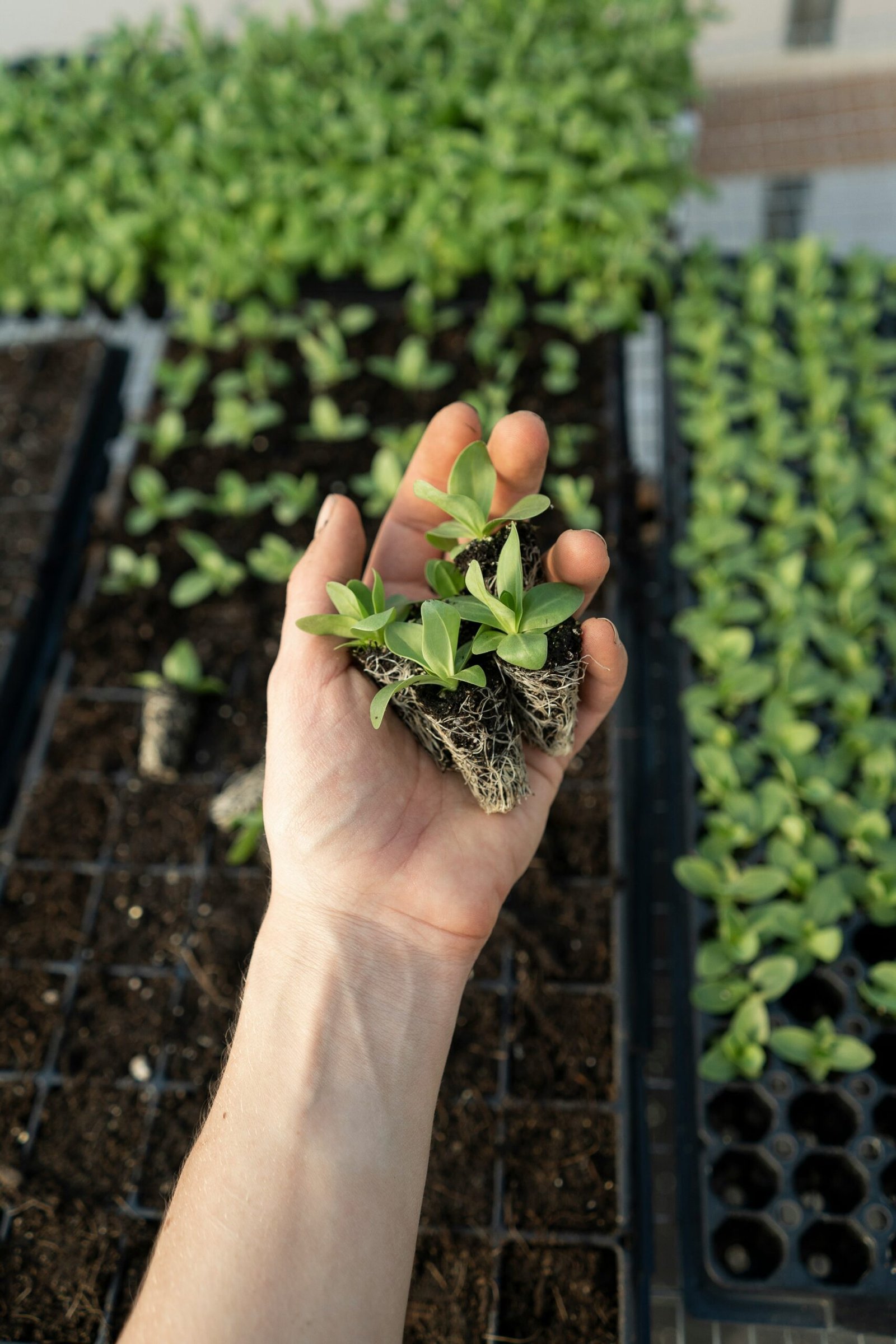 Two pots side by side, one with dense dark garden soil and one with light fluffy potting mix