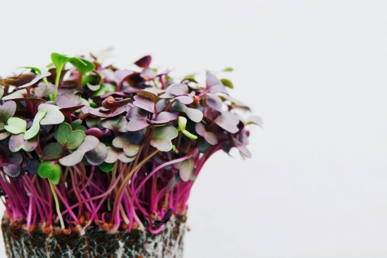 A tray of pink-stemmed radish microgreens ready to harvest under bright light