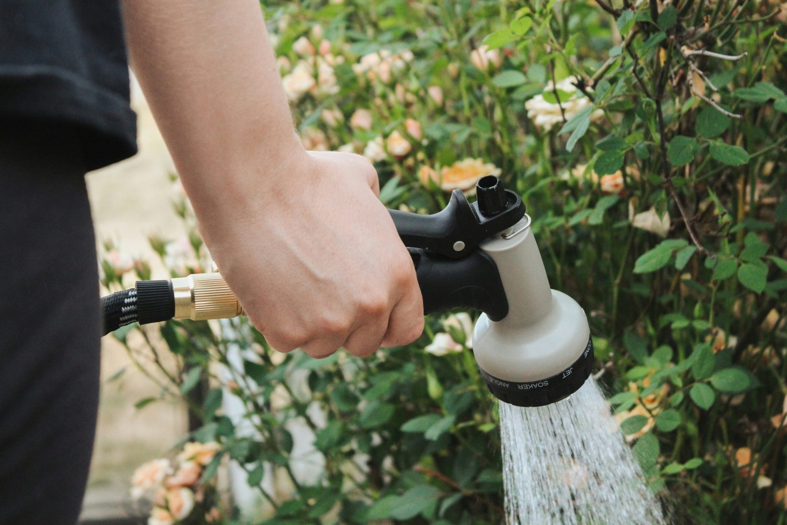 A small plant being gently rinsed under a lukewarm shower to remove dust