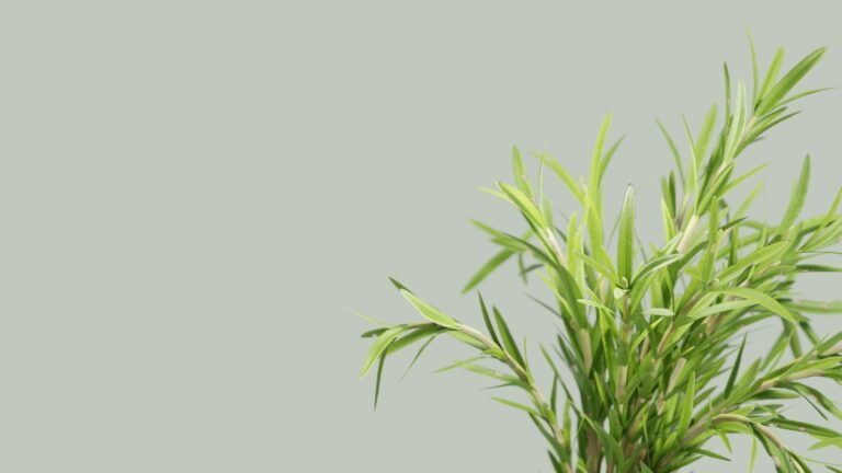 A potted rosemary plant on a bright kitchen windowsill