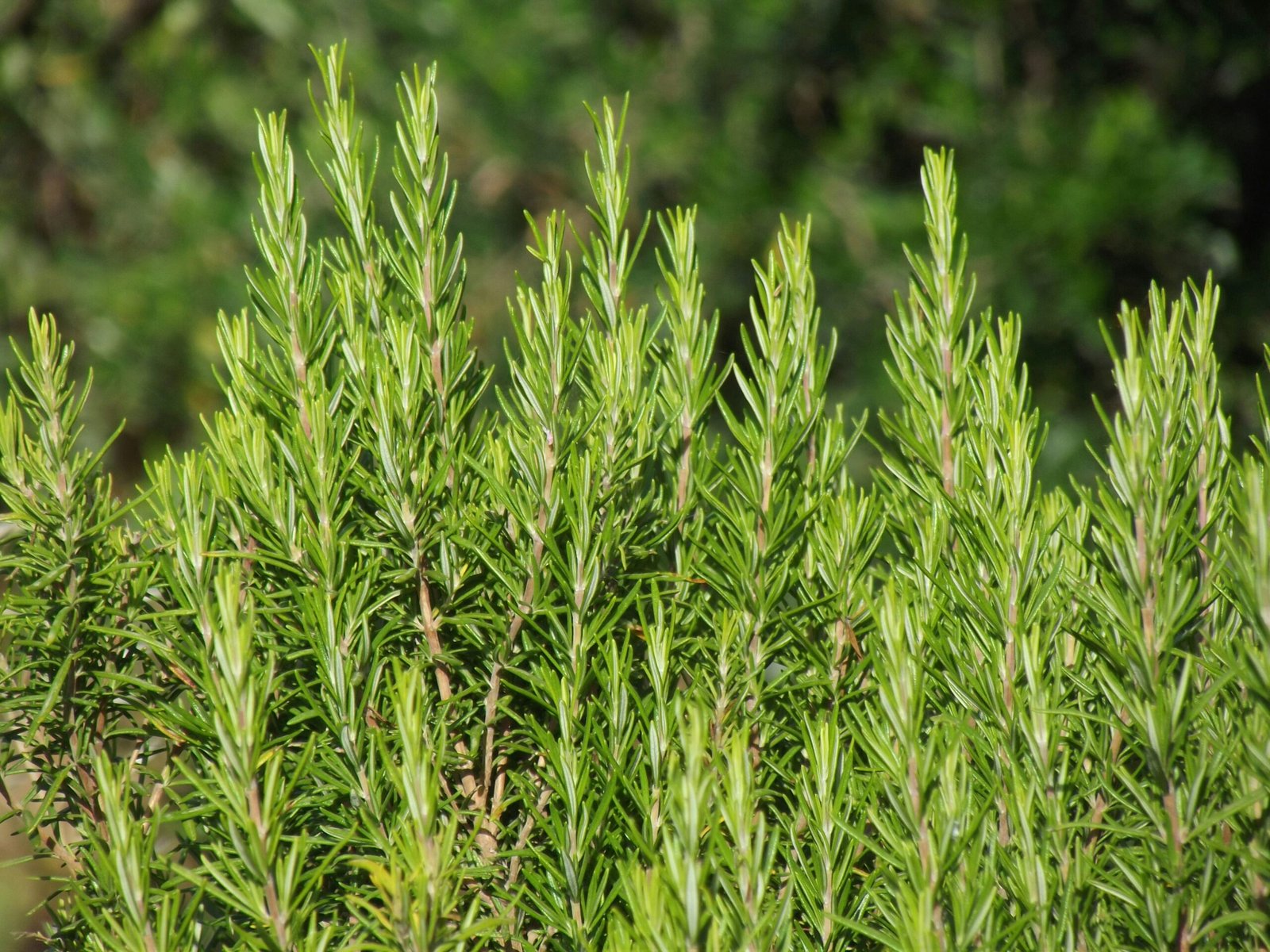 Rosemary growing under a grow light on a kitchen counter in winter