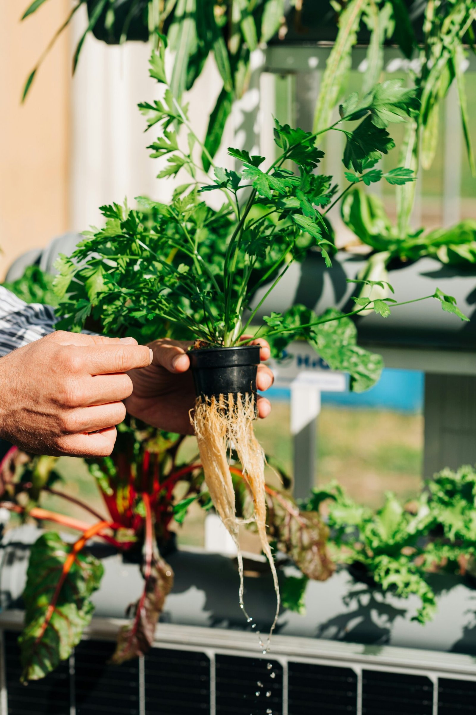 Close-up of a pre-seeded smart garden pod being placed into the device