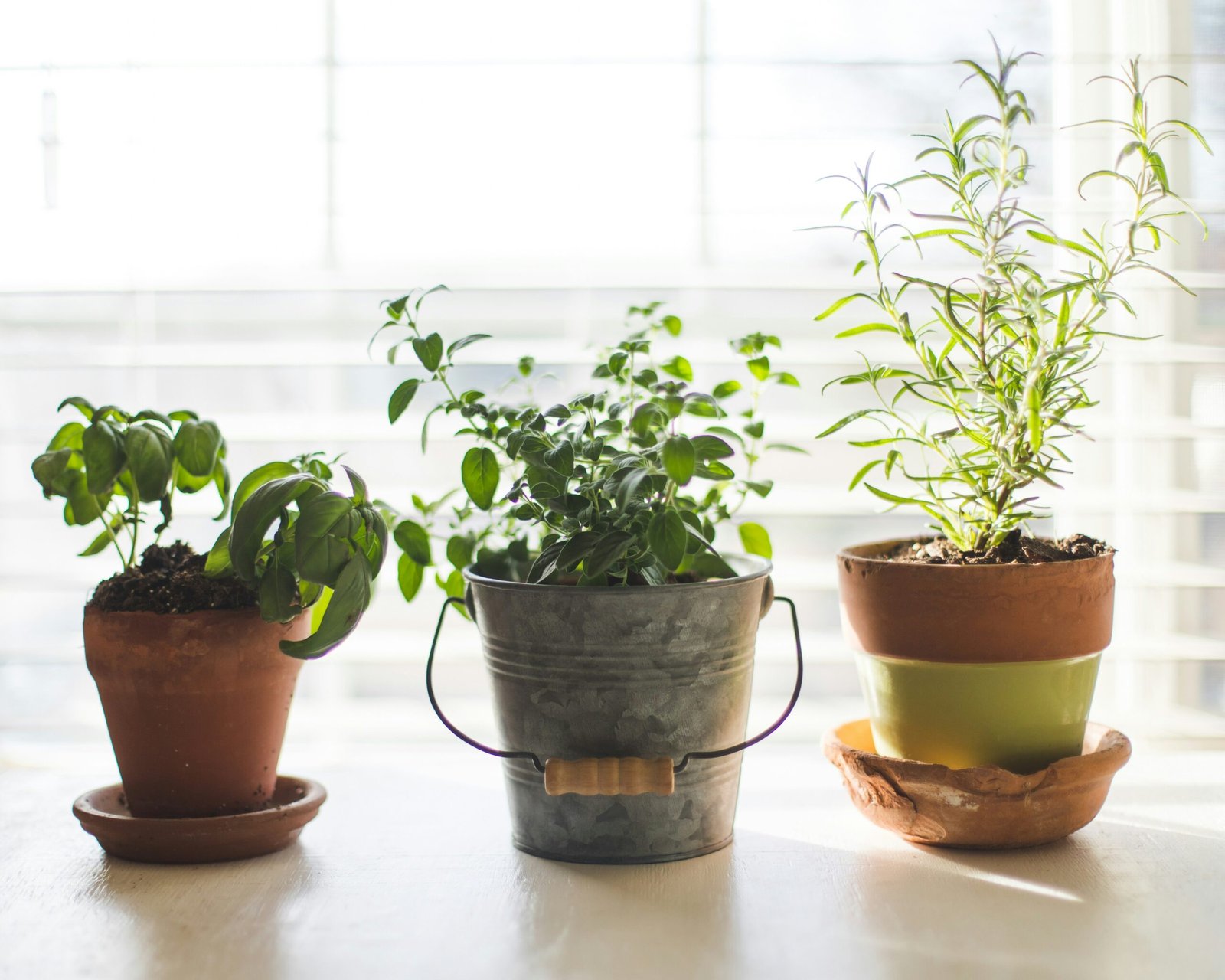 A smart indoor garden next to a simple shelf of potted herbs under a grow light, comparing the two approaches