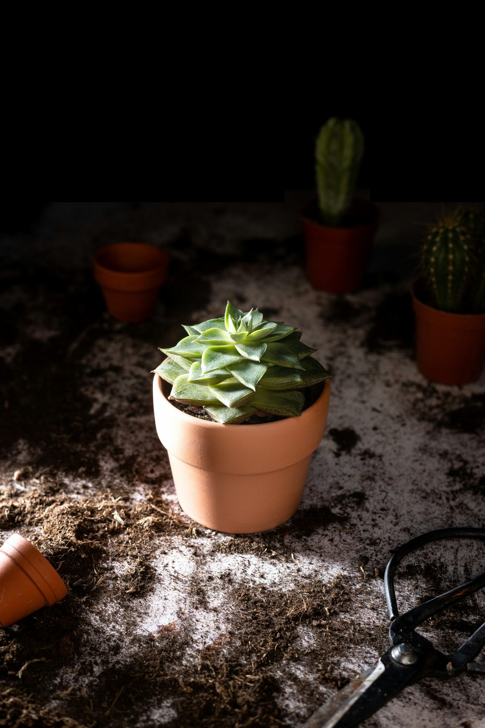 Water pooling on top of compacted potting soil in a houseplant pot instead of draining through