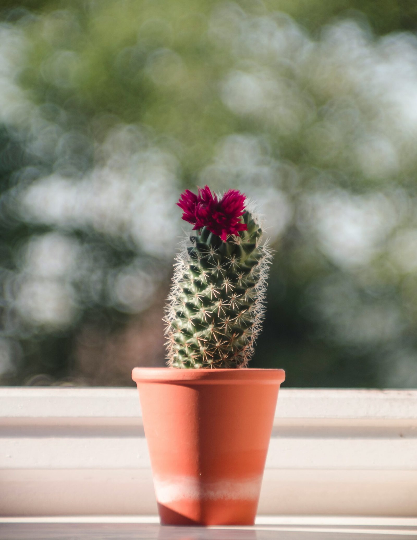 A collection of small potted succulents and cacti in gritty, fast-draining soil on a windowsill