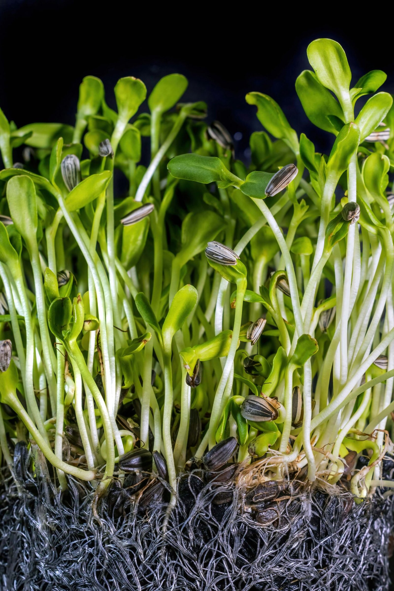 Hands lifting the blackout tray to reveal pale, freshly sprouted sunflower shoots