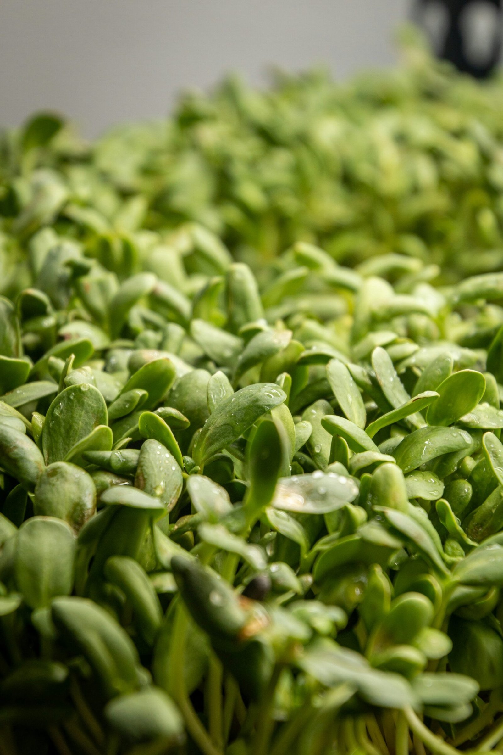 A dense tray of sunflower microgreens with thick stems and split-seed leaves ready to harvest