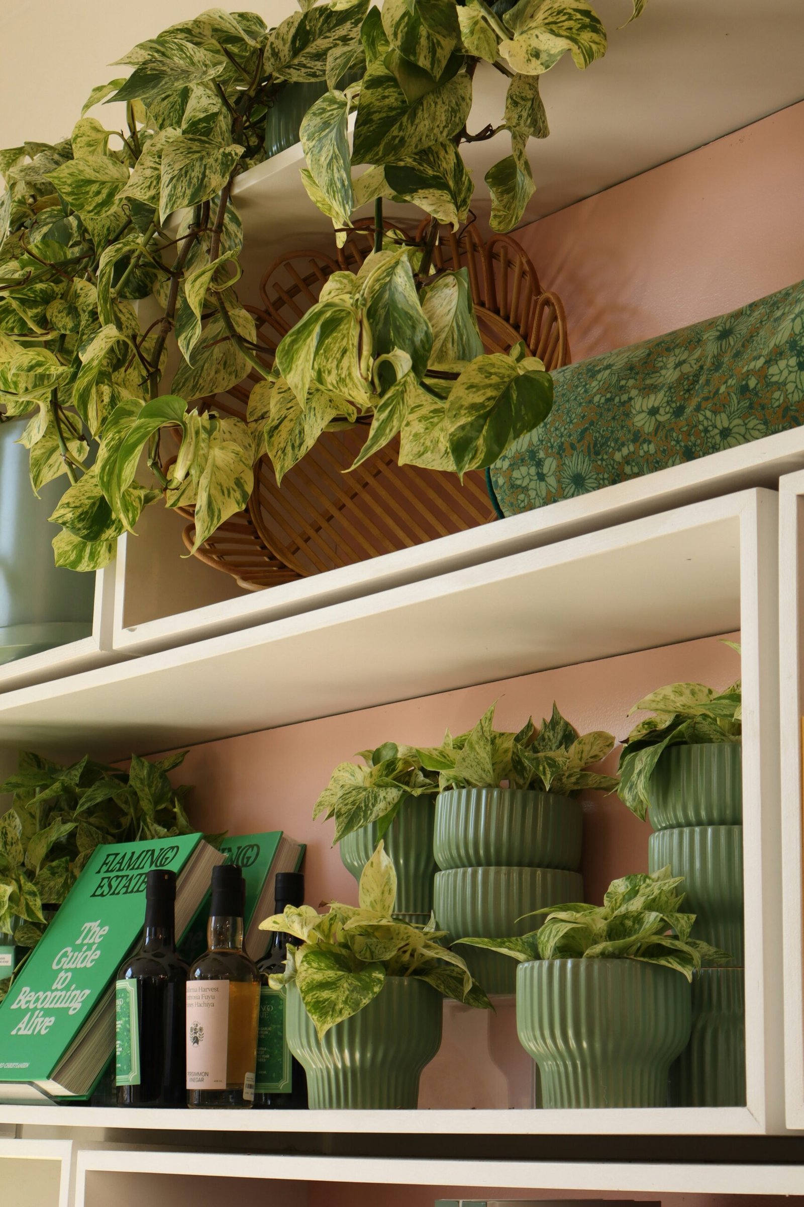 Trailing pothos and string of hearts cascading from a shelf in a small apartment