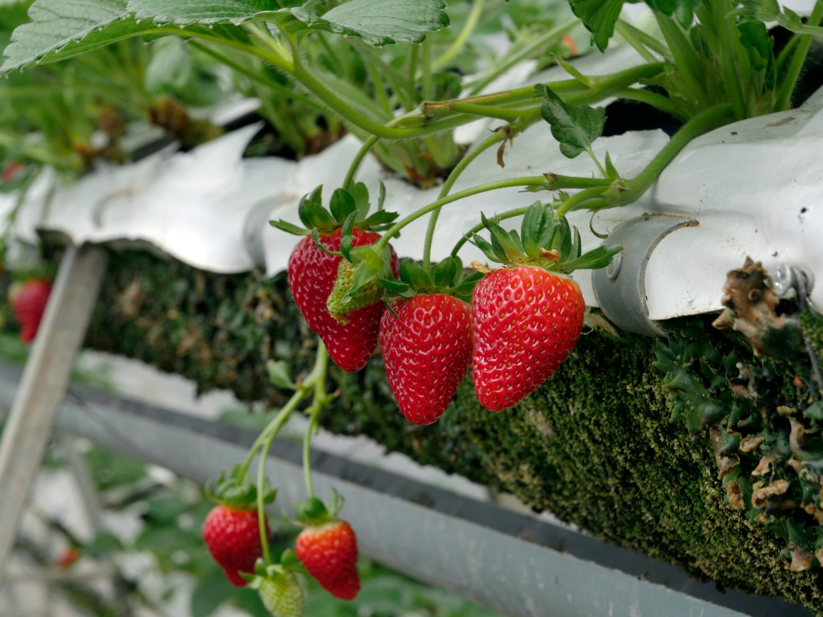 Close-up of the planting pockets on a tiered vertical planter with strawberries and herbs