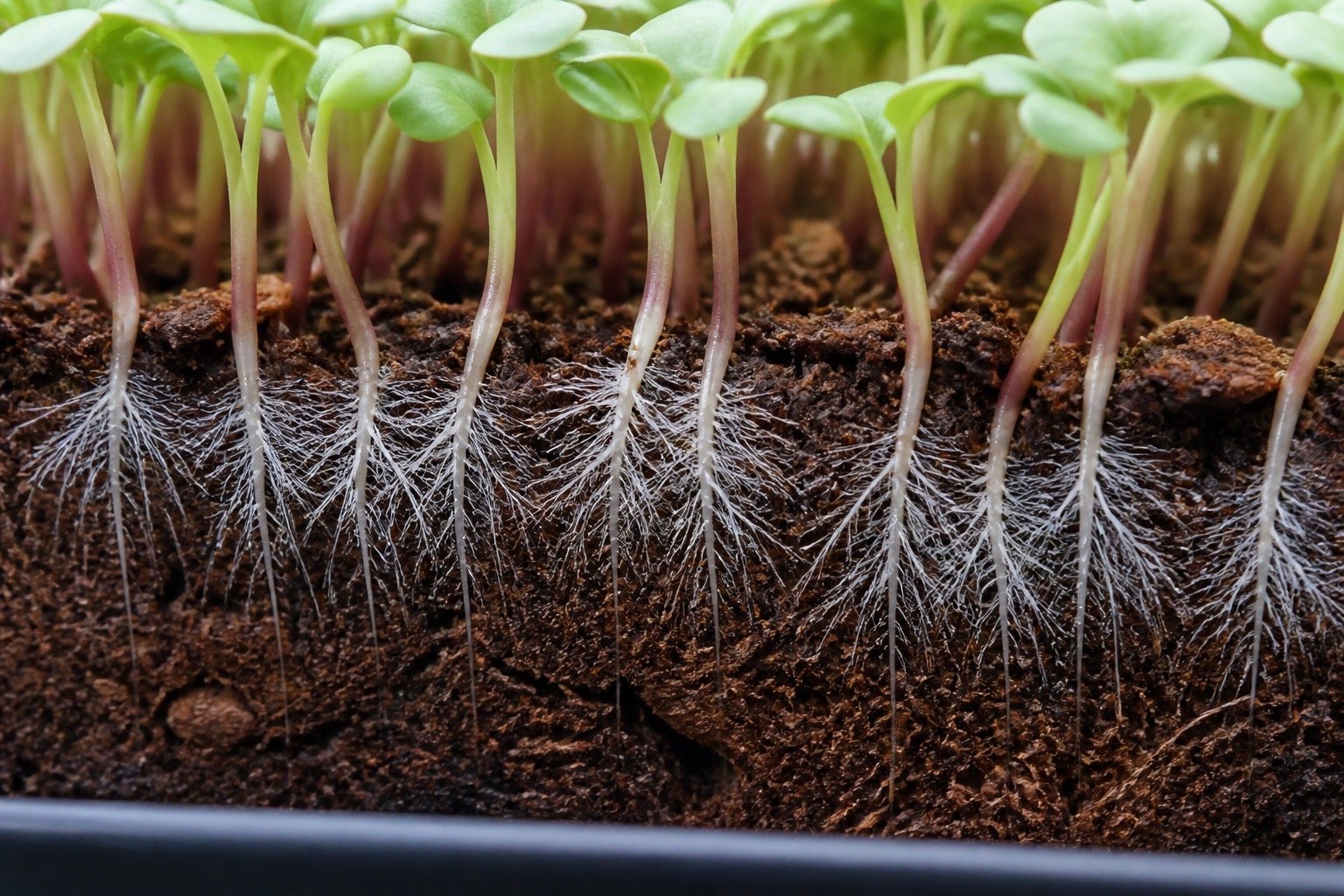 Healthy white root hairs radiating from individual microgreen roots close to the growing medium